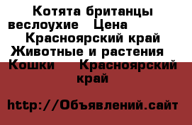 Котята британцы веслоухие › Цена ­ 3 000 - Красноярский край Животные и растения » Кошки   . Красноярский край